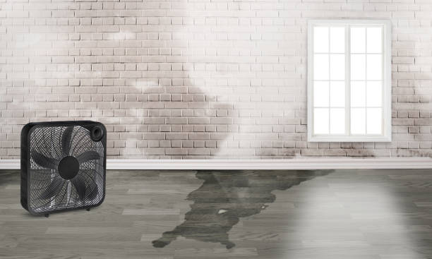 Best Water damage contractors near me  in Loyalhanna, PA