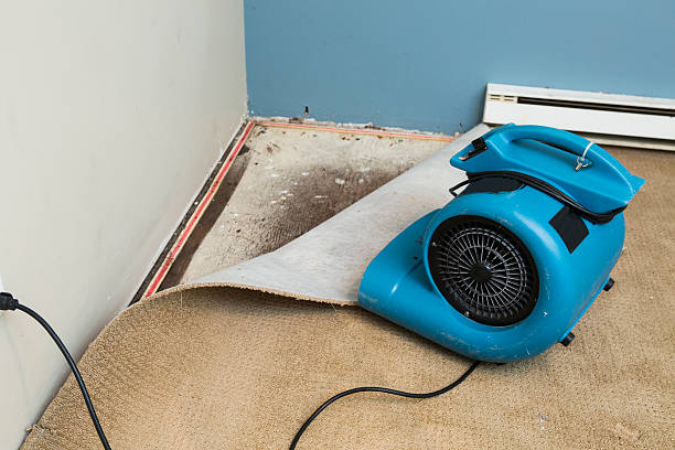 Best Local water damage restoration  in Loyalhanna, PA